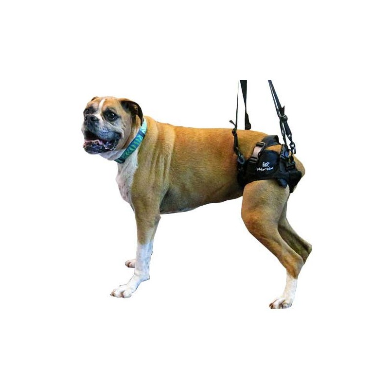 harnais-train-arriere-pour-chien-walkin-wheels.jpg