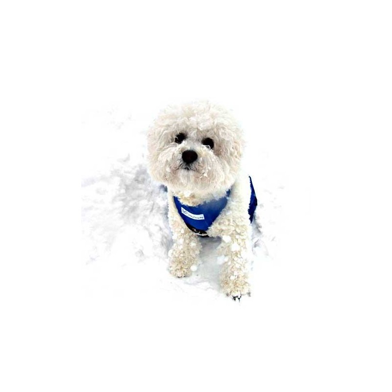 housse anti frottement chien chat paralysé train arrière gigotteuse