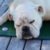 Tapis de confort sleepy dog Tapis de confort sleepy dog