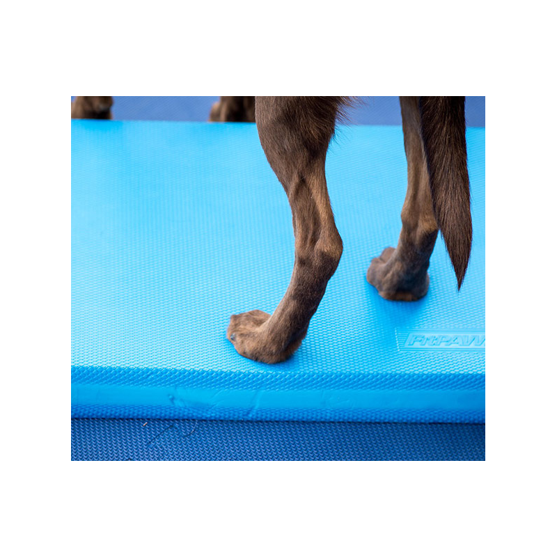 Balance Pad pour rééducation animale