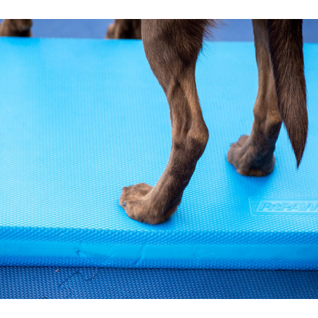 Balance Pad pour rééducation animale