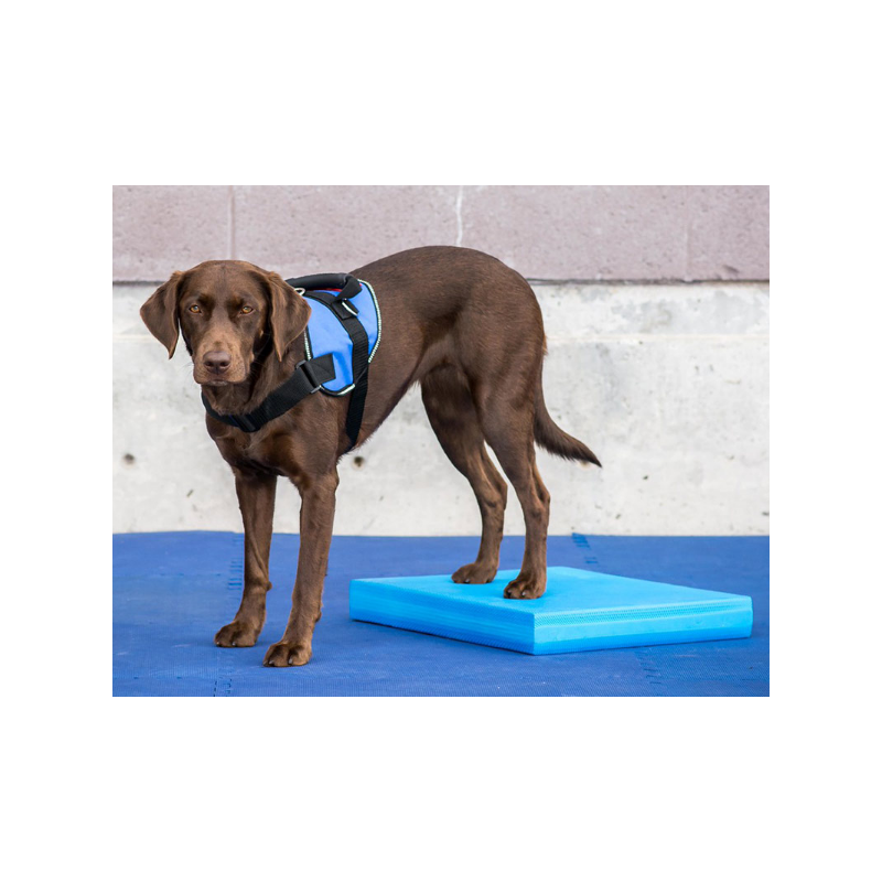 Balance Pad pour rééducation animale