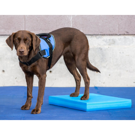 Balance Pad pour rééducation animale