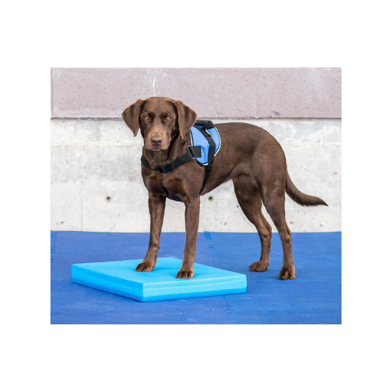 Balance Pad pour rééducation animale
