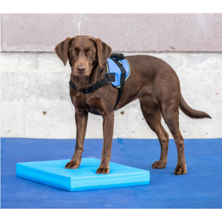 Balance Pad pour rééducation animale