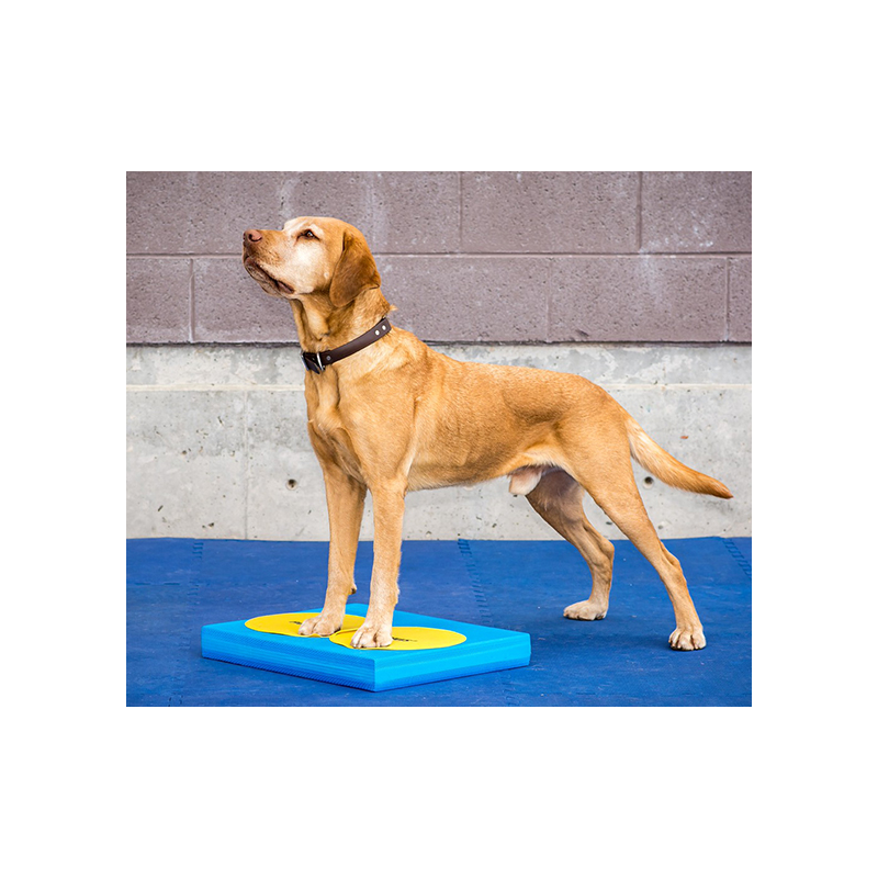 Balance Pad pour rééducation animale