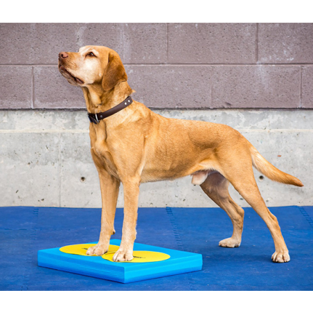 Balance Pad pour rééducation animale