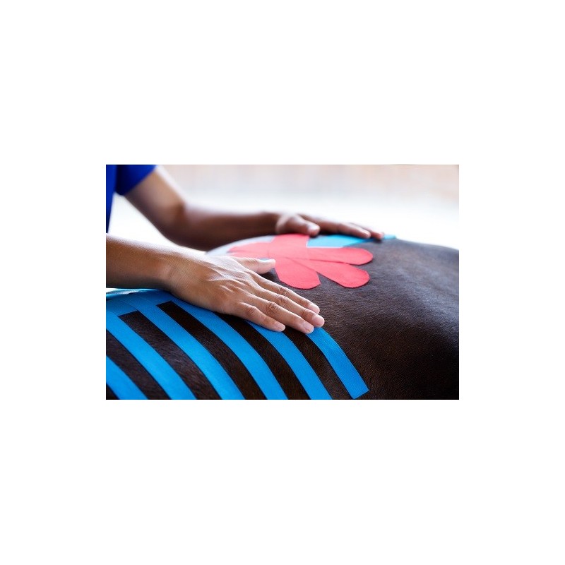 Bande Kinesio Taping VetkinTape® pour animaux