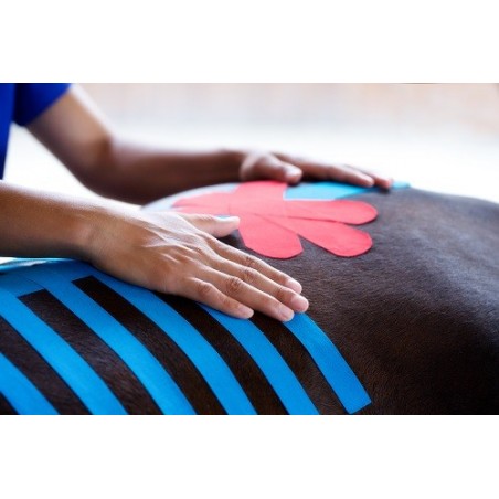 Bande Kinesio Taping VetkinTape® pour animaux