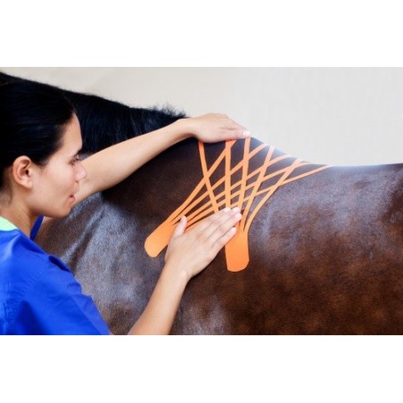 Bande Kinesio Taping VetkinTape® pour animaux