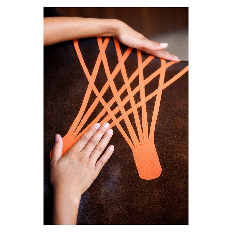 Bande Kinesio Taping VetkinTape® pour animaux