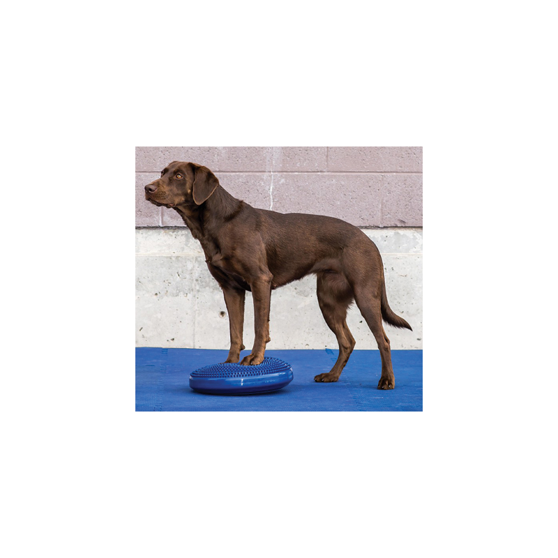 disque-equilibre-fitpaws-mikan