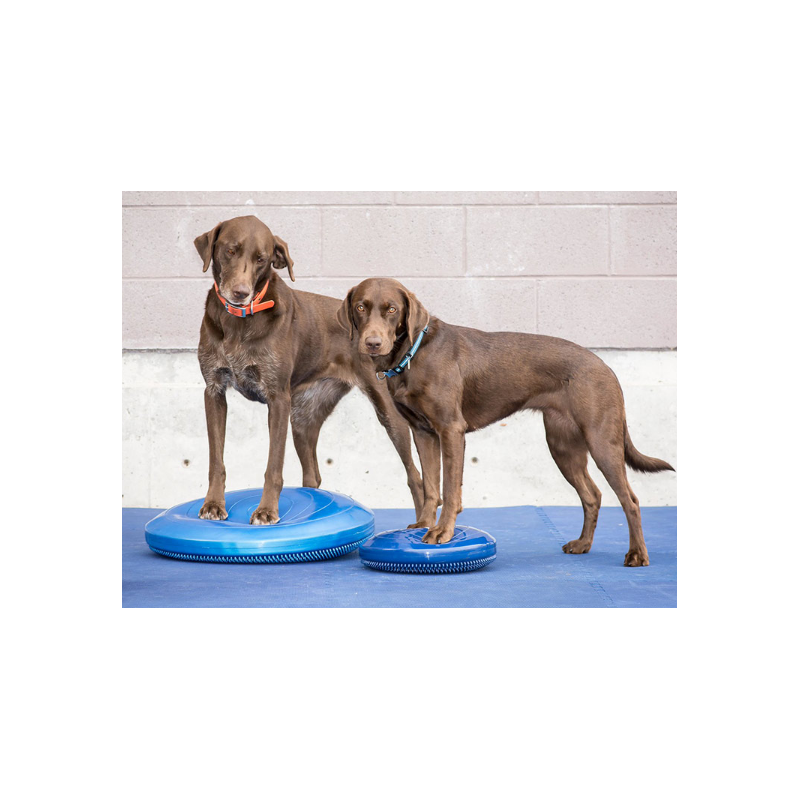 disque-equilibre-fitpaws-mikan