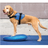 disque-equilibre-fitpaws-mikan
