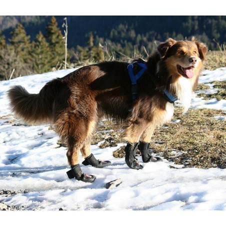 chaussure-pour-chien-renforcee.jpg