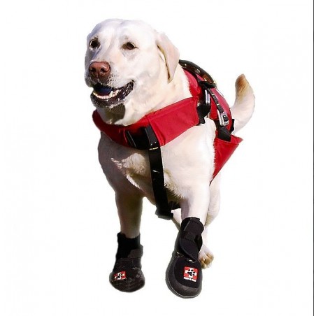 chaussure-pour-chien-renforcee.jpg