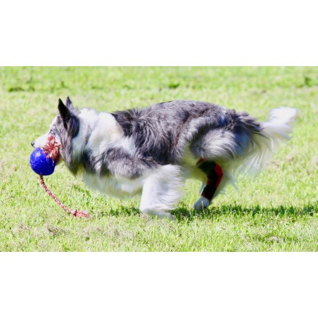 Tarsoflex Sport : attelle de maintien pour chien