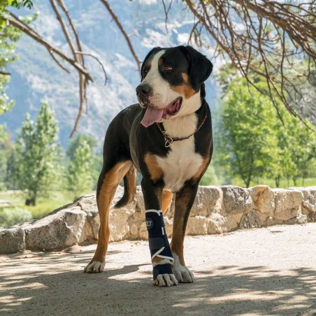 Attelle rigide Balto avant et arrière chien et chat carpe metatarse mikan