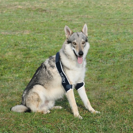 Coudière attelle du coude chien et chat Balto Mikan