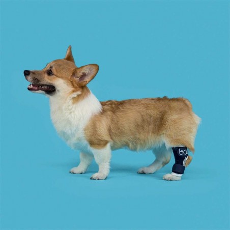 Attelle du tarse patte arrière chien chat Balto mikan