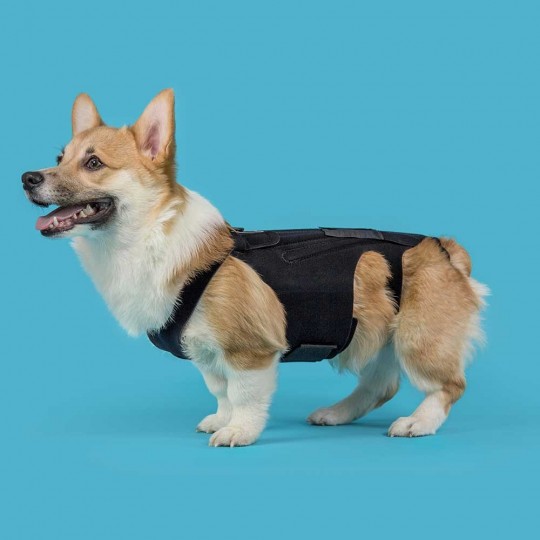 Ceinture dorsale pour chien Mikan