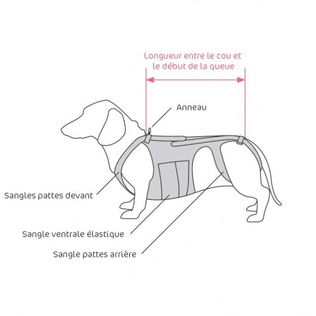 Ceinture dorsale pour chiens et chats hernie lombaire