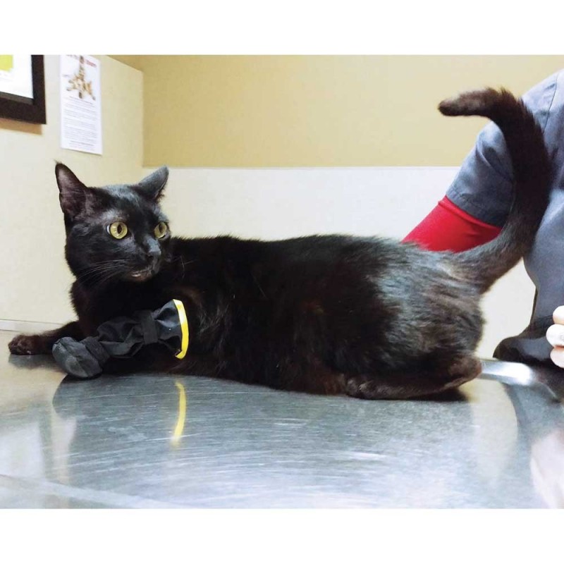 Bottine De Protection Renforcee Pour Des Plaies Et Bandages Sur Les Pattes Chien Et Chats