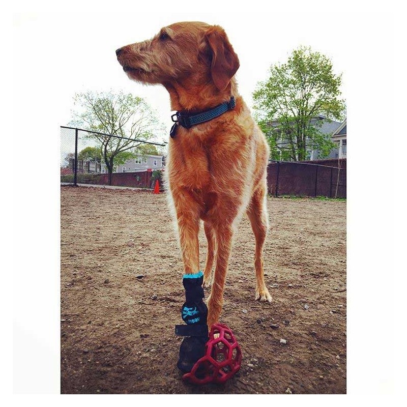 Bottine De Protection Renforcee Pour Des Plaies Et Bandages Sur Les Pattes Chien Et Chats Bottine De Protection Renforcee Pour Des Plaies Et Bandages Sur Les Pattes Chien Et Chats