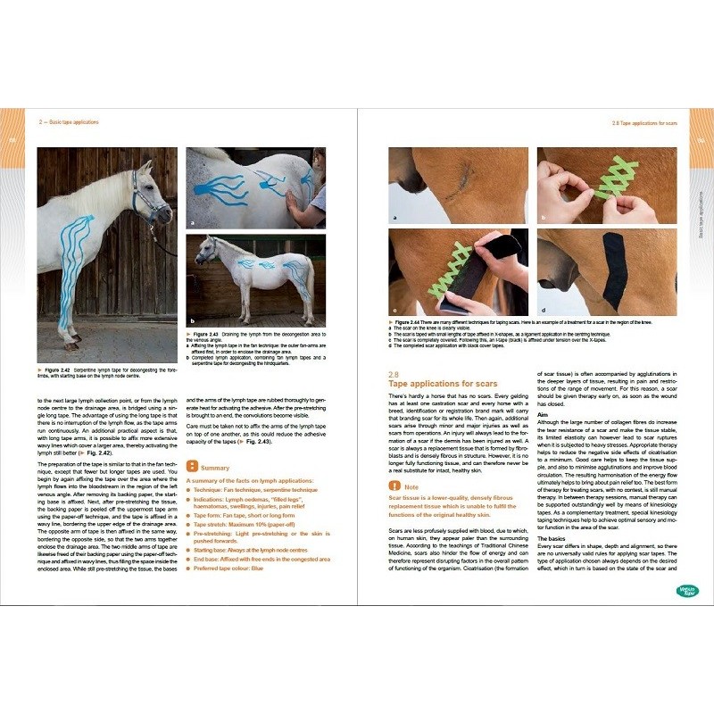 Guide taping kinesiologie equine