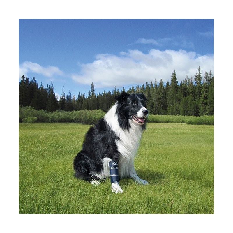 Attelle immobilisante du radius chiens et chats Balto Mikan