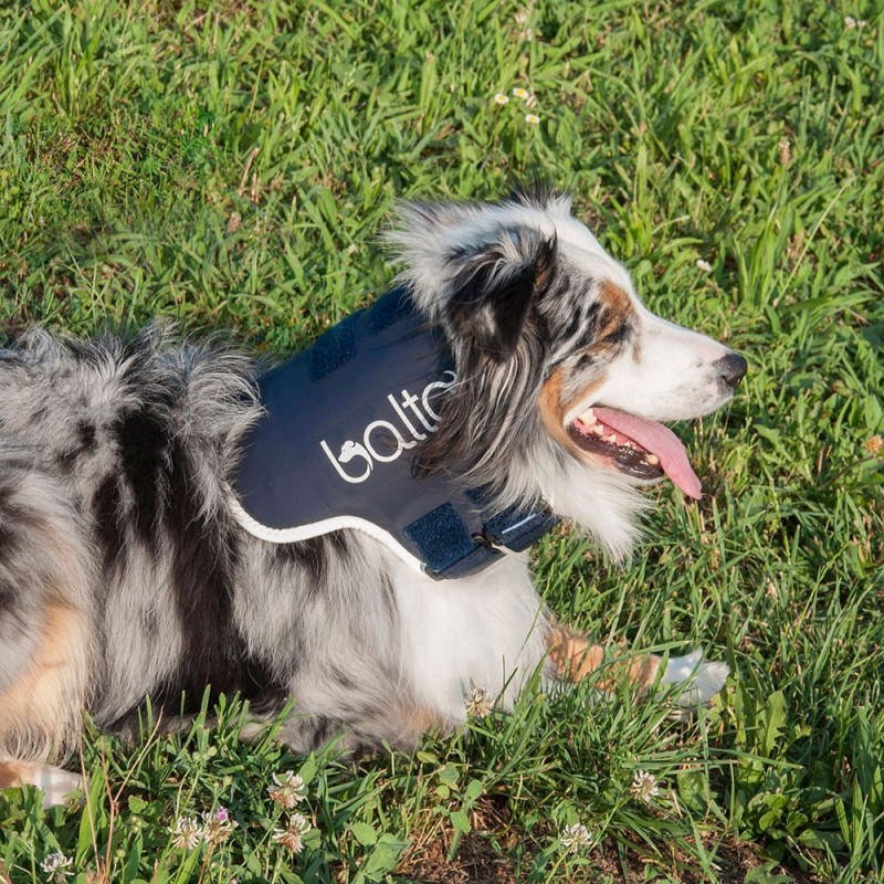 Minerve rigide pour chien chat Balto mikan