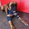Attelle de l’épaule pour chien boxer Mikan Balto