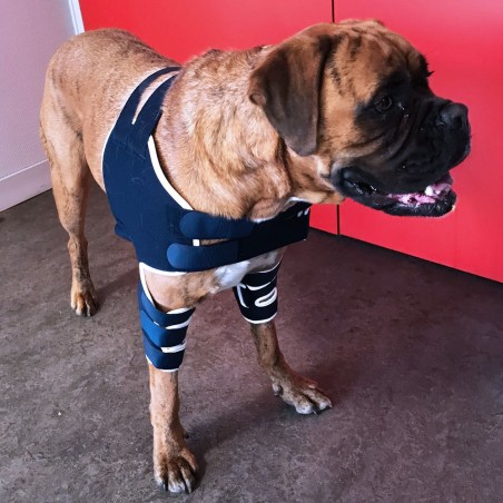 Attelle de l’épaule pour chien boxer Mikan Balto