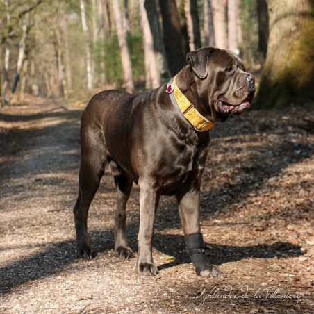Carpoflex sport : attelle de maintien pour chien
