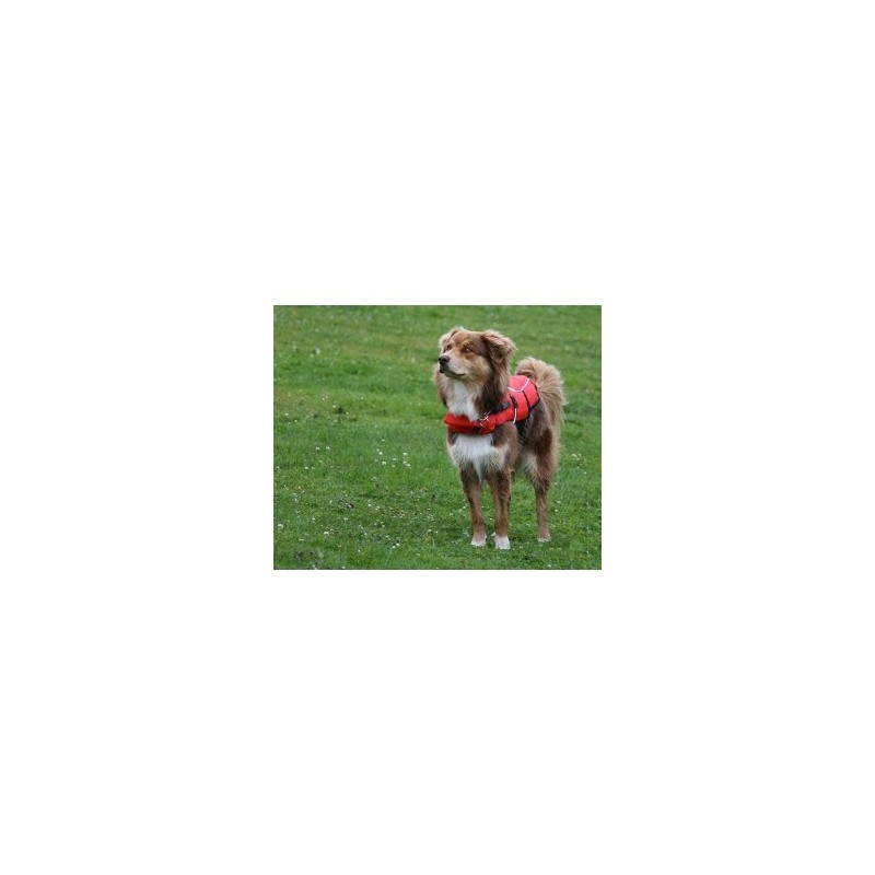 gilet de sauvetage pour chien et chat gilet flottabilité gilet de sauvetage pour chien et chat gilet flottabilité