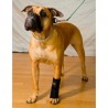 Carpoflex X : attelle de maintien pour chien – patte avant