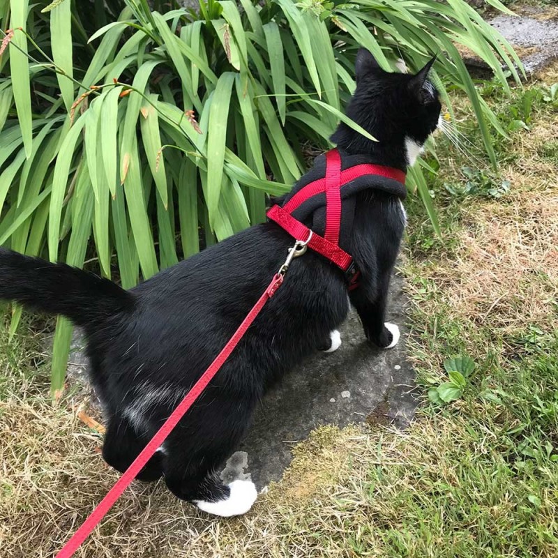 harnais chien chat promenade handicapé vieux