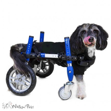 Roue avant chariot Walkin Wheels chien handicapé mikan