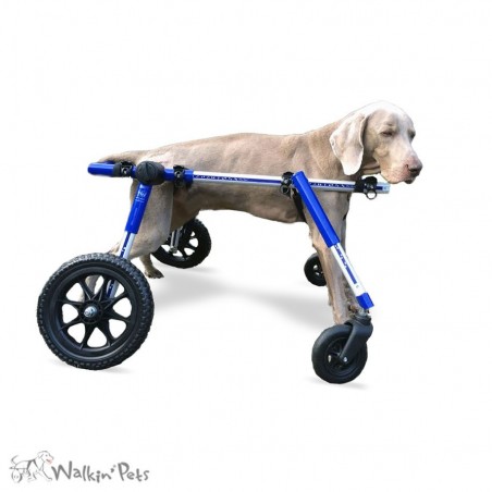 Roue avant chariot Walkin Wheels chien handicapé mikan