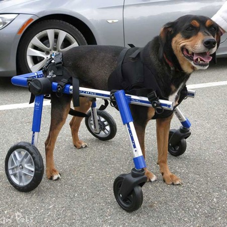 Roue avant chariot Walkin Wheels chien handicapé mikan