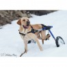 Supports de pattes arrières chariots roulant chien chats Walkin Wheels Mikan