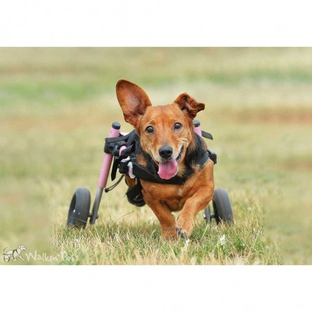 Supports de pattes arrières chariots roulant chien chats Walkin Wheels Mikan