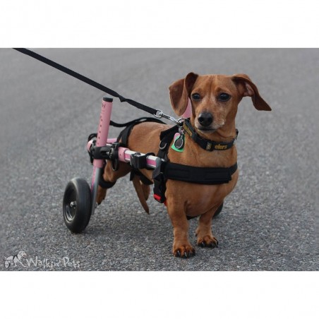 Supports de pattes arrières chariots roulant chien chats Walkin Wheels Mikan