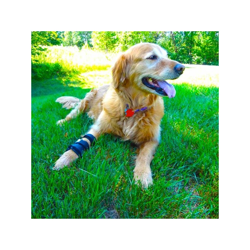 Attelle rigide walkin wheels – patte avant chien et chat