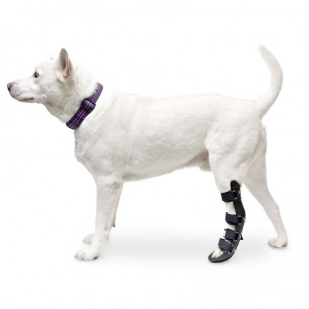 Attelle rigide walkin wheels – patte arriere chien et chat