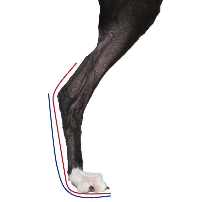 Attelle Rigide Walkin Wheels Patte Arriere Chien Et Chat Attelle Rigide Walkin Wheels Patte Arriere Chien Et Chat