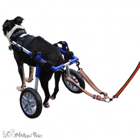 Laisse chariot roulant chien chat Walkin Pets Mikan Laisse chariot roulant chien chat Walkin Pets Mikan