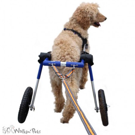 Laisse chariot roulant chien chat Walkin Pets Mikan Laisse chariot roulant chien chat Walkin Pets Mikan