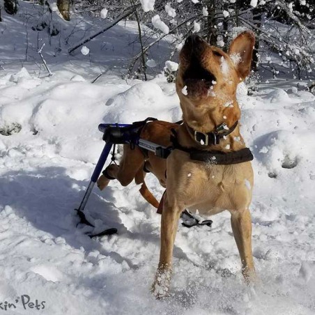 Système ski pour chariot roulant chien Walkin'Pets Mikan Système ski pour chariot roulant chien Walkin'Pets Mikan