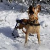Système ski pour chariot roulant chien Walkin'Pets Mikan Système ski pour chariot roulant chien Walkin'Pets Mikan
